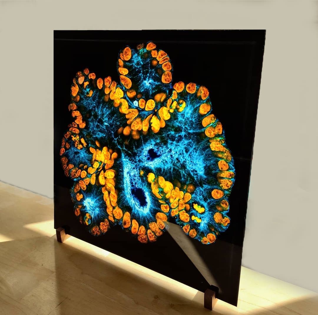 Backlit glass print β cellular microscopy photography by @re_joseph, Berlin