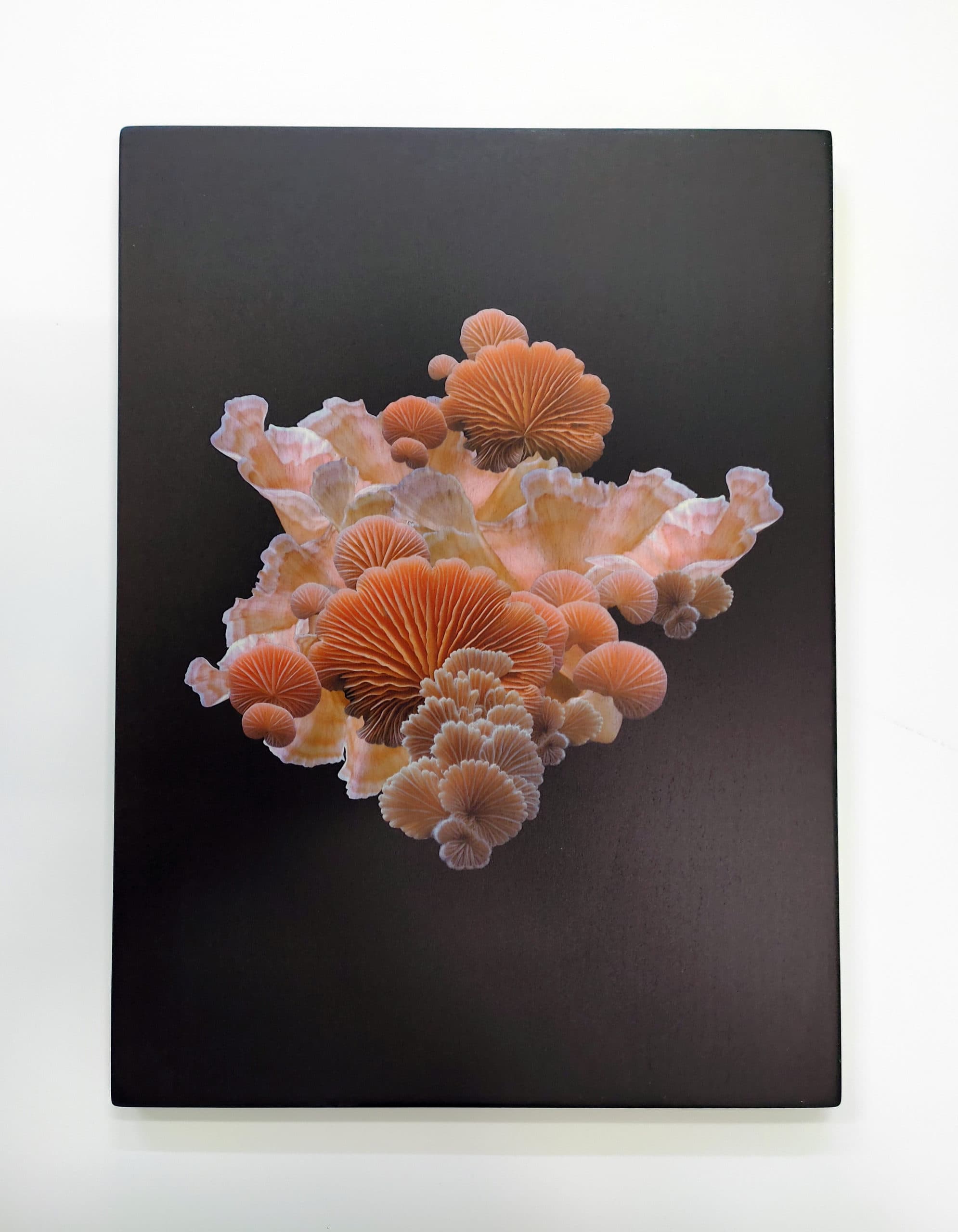 Botanische Pilzmotive auf Holz — Kunstdrucke von Sharlene Durfey