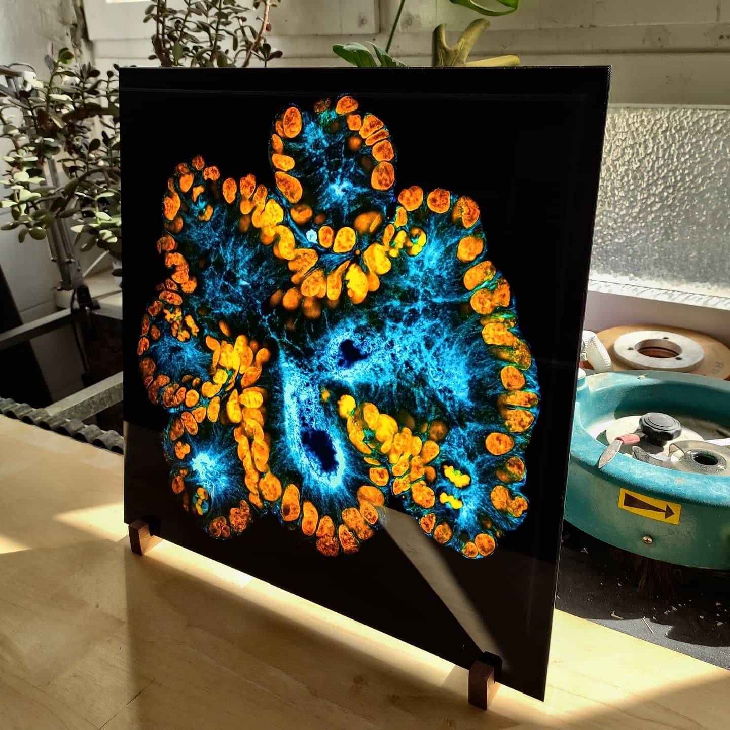 Backlit UV glass print of intestinal cell microscopy photography by Joseph Regan
